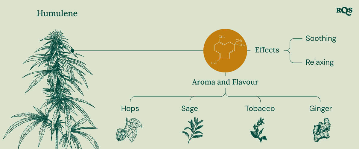 Humulene in cannabis