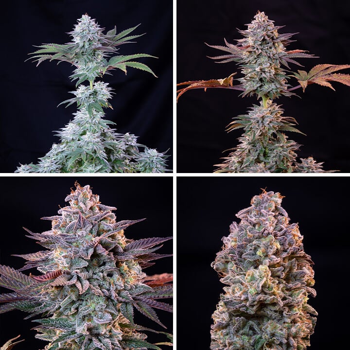 A collage of photos showing the growth of an ICE cannabis plant. From lush green leaves to the development of mature buds, the images capture the plant's journey from young to harvest-ready.