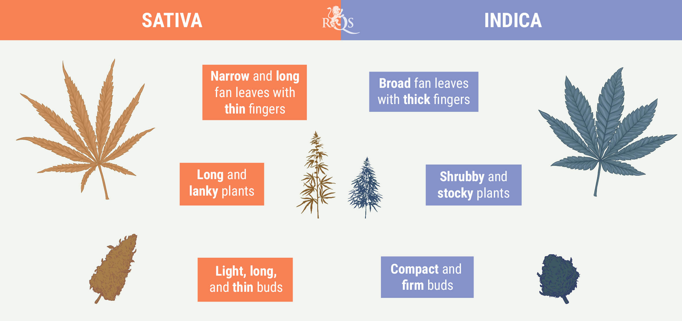 Sativa vs Indica