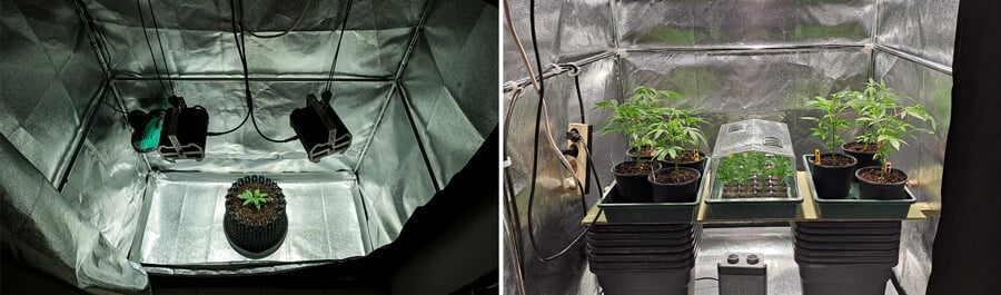 An indoor cannabis growing setup featuring various strains, showcasing the suitability of indica and autoflowering varieties for small spaces and controlled environments.