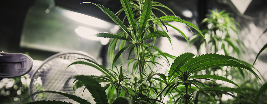 How to Grow Autoflowering Cannabis - RQS Blog