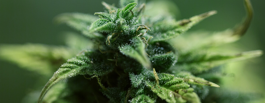 Getting The Most Out Of Cannabis Trichomes - RQS Blog