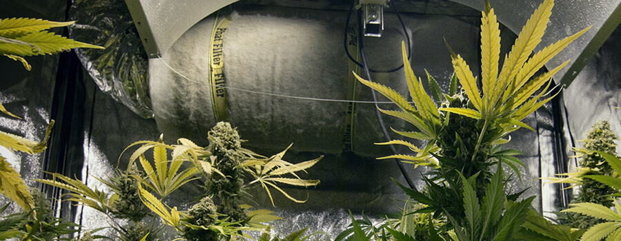 How To Use Carbon Filters In Your Cannabis Grow Room Rqs Blog