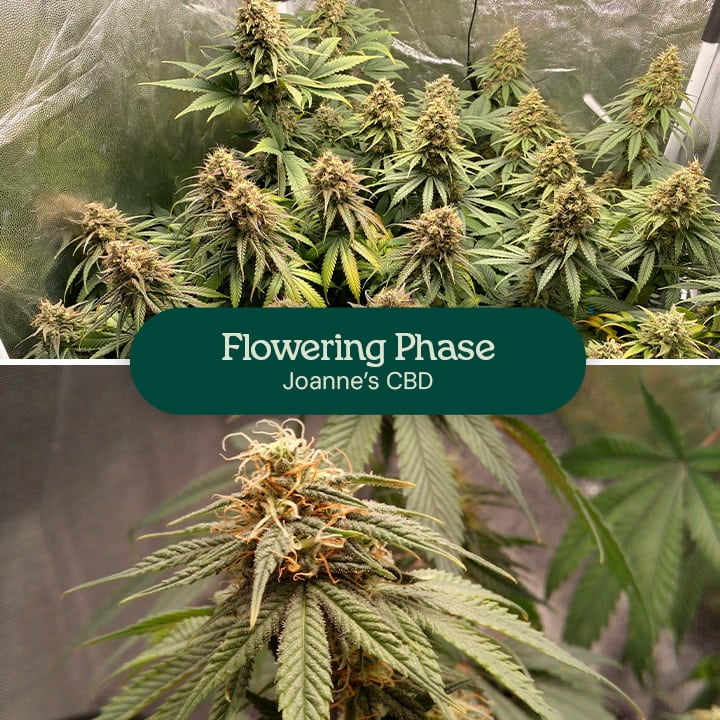 Joanne's  CBD Flowering Phase