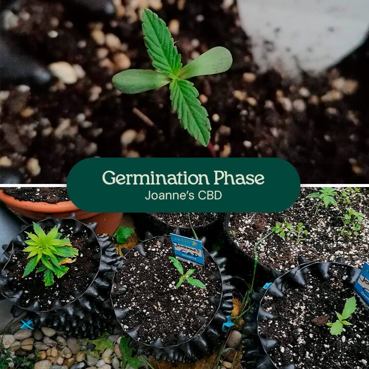 Joanne's  CBD Germination