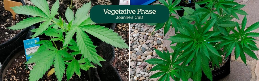 Joanne's  CBD Vegetative Phase