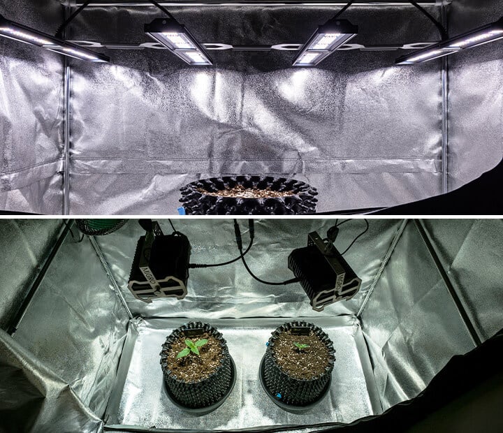 Image of healthy cannabis seedlings under soft lighting, demonstrating the importance of proper light exposure during the seedling stage. The seedlings are vibrant and robust, showcasing the ideal growing conditions recommended for optimal growth. This visual supports the article on how to master the seedling stage of cannabis cultivation.