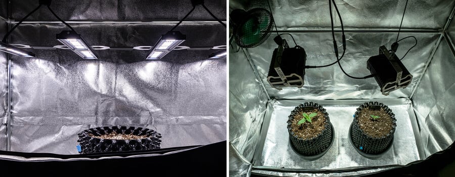 Image of healthy cannabis seedlings under soft lighting, demonstrating the importance of proper light exposure during the seedling stage. The seedlings are vibrant and robust, showcasing the ideal growing conditions recommended for optimal growth. This visual supports the article on how to master the seedling stage of cannabis cultivation.