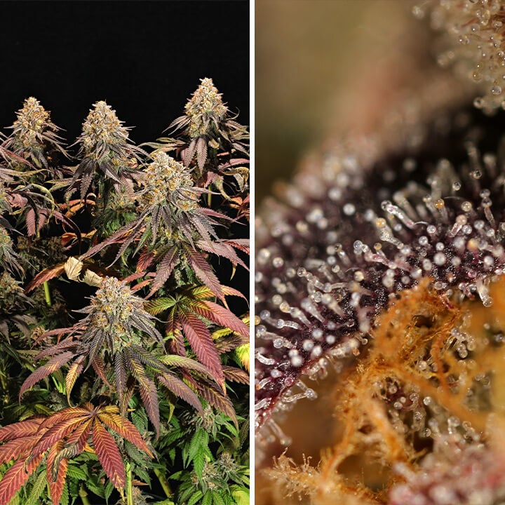 Close-up of Legendary OG Punch cannabis buds showcasing dense, frosty trichomes and vibrant colors, emitting a complex aroma of berries, grapes, and lavender, perfect for indoor growing.