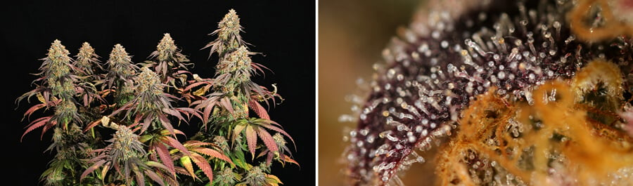 Close-up of Legendary OG Punch cannabis buds showcasing dense, frosty trichomes and vibrant colors, emitting a complex aroma of berries, grapes, and lavender, perfect for indoor growing.