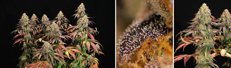 Collage of three images showing the germination and growth stages of Legendary OG Punch cannabis plants, highlighting their full structure, trichomes up close, and dense buds during the flowering phase.