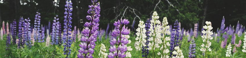 Lupines