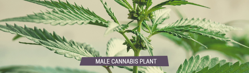 Understanding Male Female And Hermaphrodite Cannabis Rqs Blog