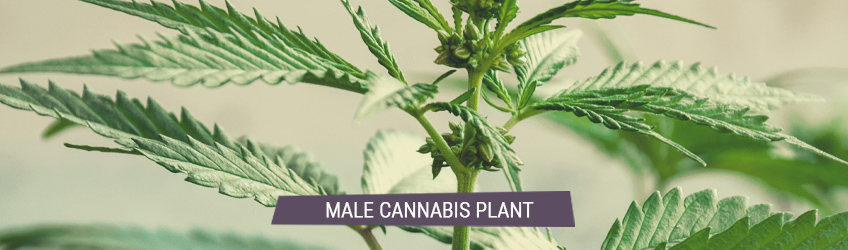 what-to-do-with-a-hermaphrodite-cannabis-plant-blog-hot-sex-picture