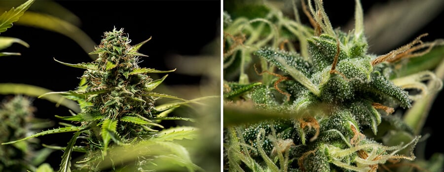 Mimosa Auto cannabis plant in final flowering stages with trichome-rich buds, demonstrating resin production and harvest-ready qualities for potent THC levels.