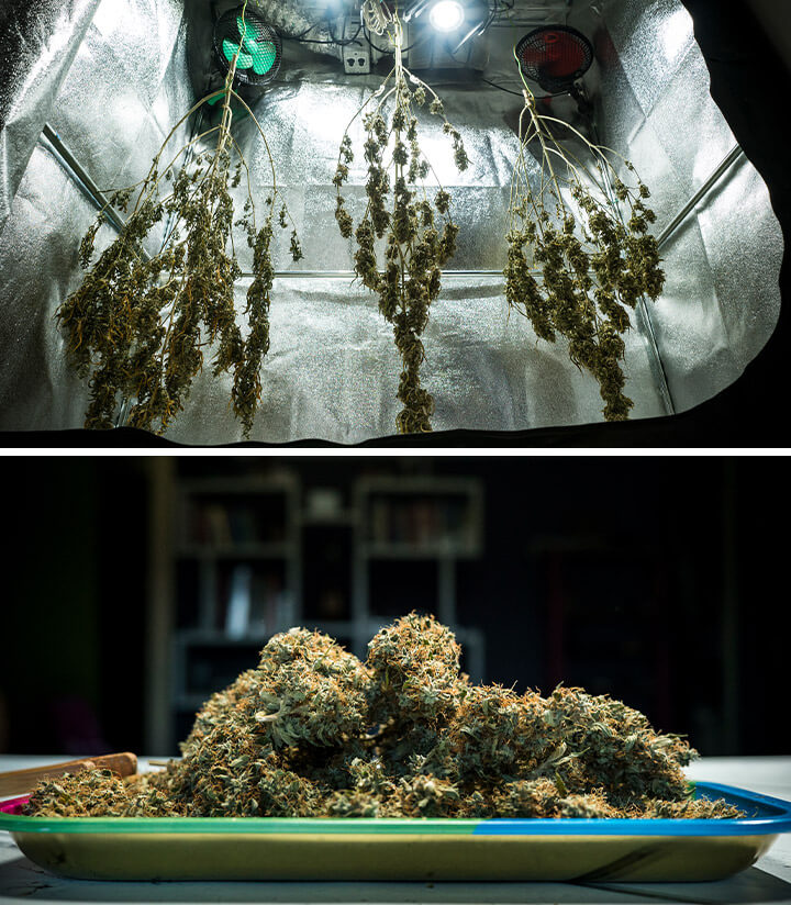 Mimosa Auto cannabis buds drying in a reflective grow room after harvest, showcasing optimal drying conditions for maximum terpene preservation and potency.