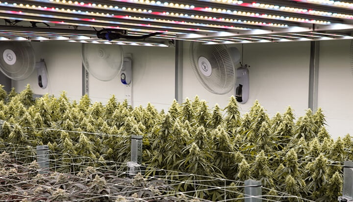 A large indoor grow room filled with cannabis plants. The plants are growing in rows under bright lights. There are also fans and other equipment in the room.