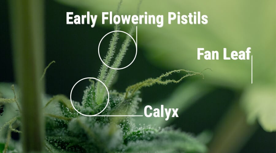 Getting To Know The Cannabis Calyx, Resinous To The Top - RQS Blog