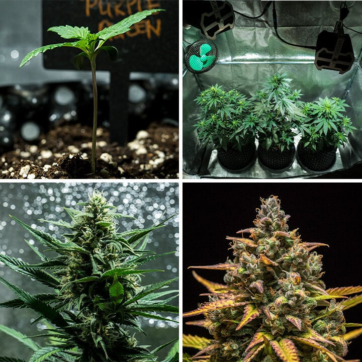  Image collage of Purple Queen Auto cannabis strain by Royal Queen Seeds. This autoflower offers vibrant purple buds, citrus aromas, and a mellow high. Grows up to 90–140 cm indoors, yielding 400 g/m² in 8–9 weeks. Ideal for indoor growing.