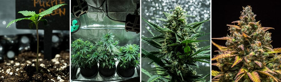  Image collage of Purple Queen Auto cannabis strain by Royal Queen Seeds. This autoflower offers vibrant purple buds, citrus aromas, and a mellow high. Grows up to 90–140 cm indoors, yielding 400 g/m² in 8–9 weeks. Ideal for indoor growing.