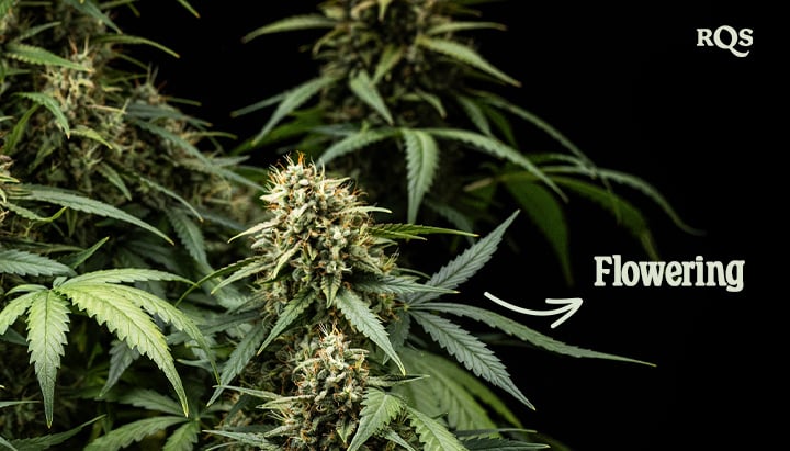 Close-up photo of a Purple Lemonade Auto marijuana plant in the flowering stage, displaying green leaves with purple and white hairs.