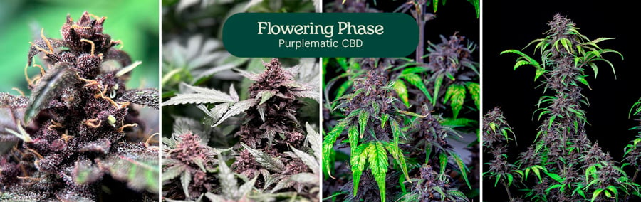 Flowering phase of the Purplematic CBD strain, showcasing developing buds and green foliage.