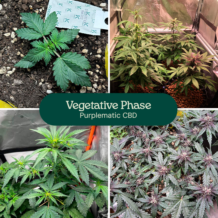 Images of the vegetative phase of the Purplematic CBD strain, showing a young seedling and multiple plants with healthy green leaves under grow lights, indicating robust growth during this stage.