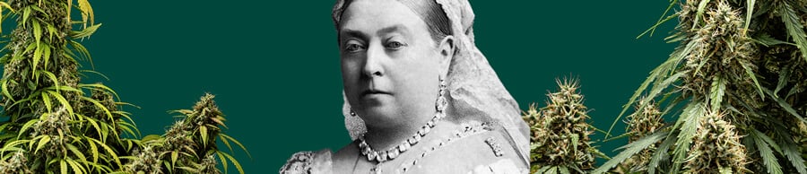 Queen Victoria's portrait surrounded by lush cannabis plants against a dark green background.