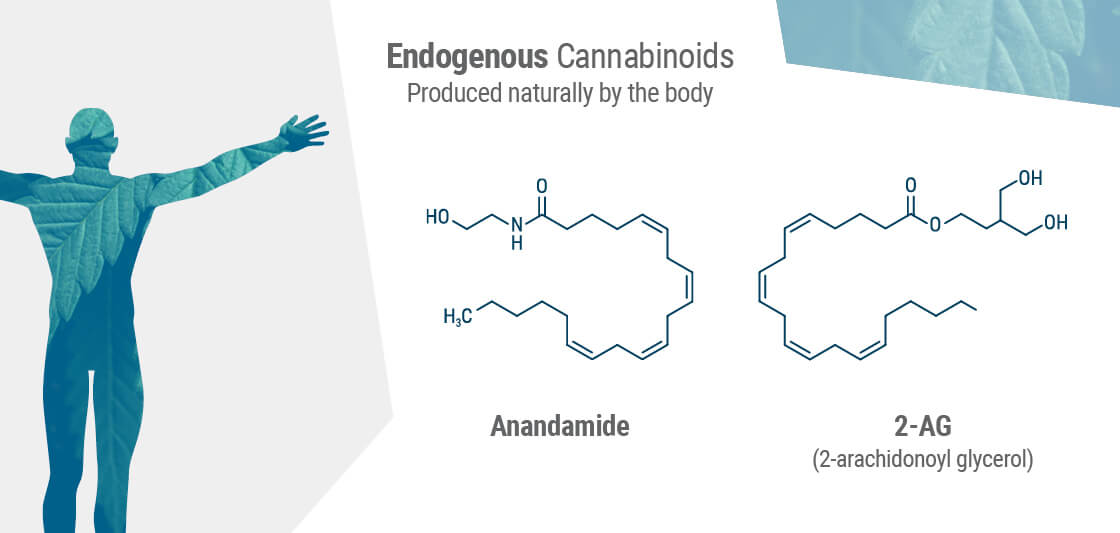 Understanding The Endocannabinoid System - Royal Queen Seeds