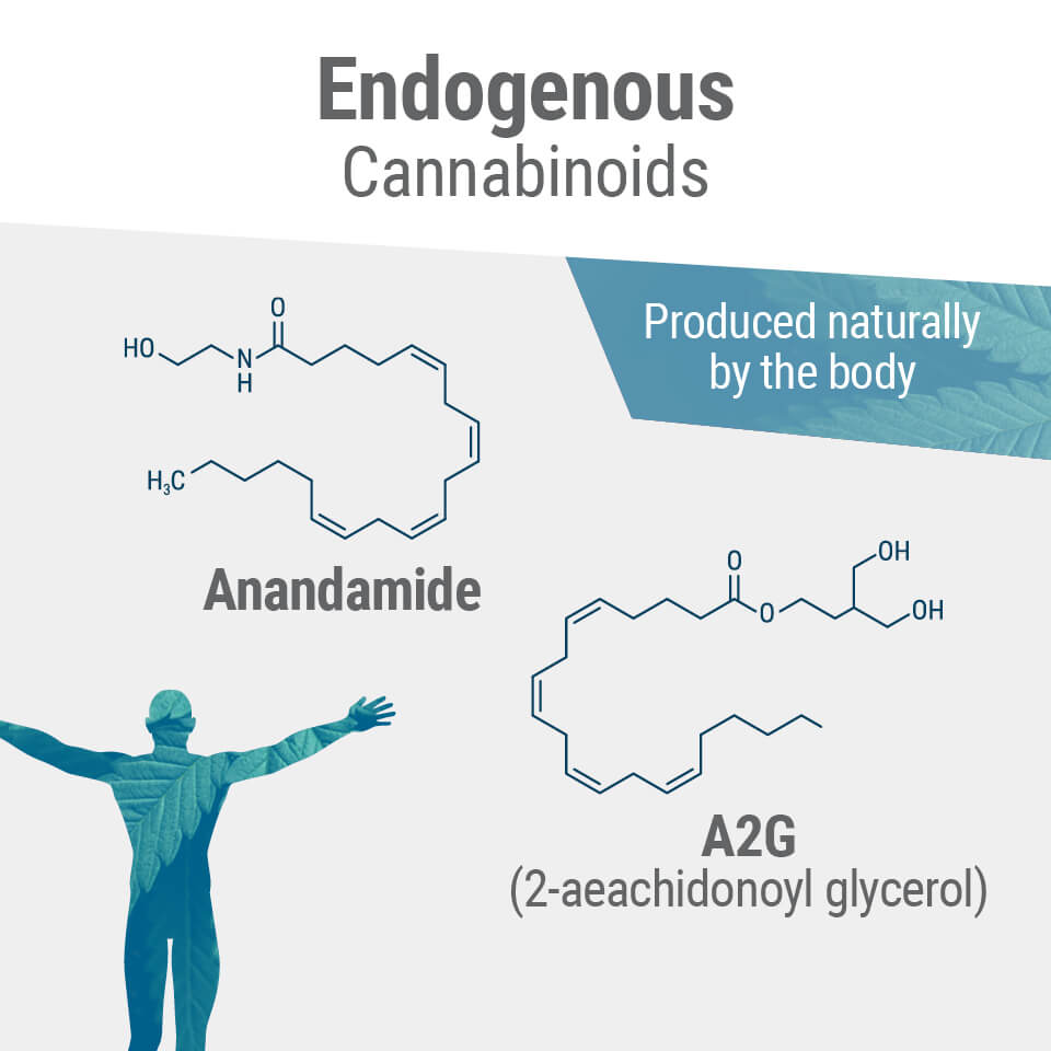 Understanding The Endocannabinoid System - Royal Queen Seeds