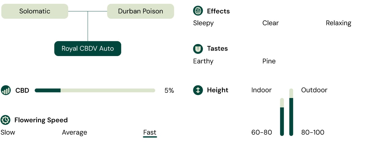  A visual representation of the Royal CBDV Auto marijuana strain, highlighting its key characteristics: CBD content, effects, tastes, height, flowering speed, and suitability for indoor and outdoor cultivation.