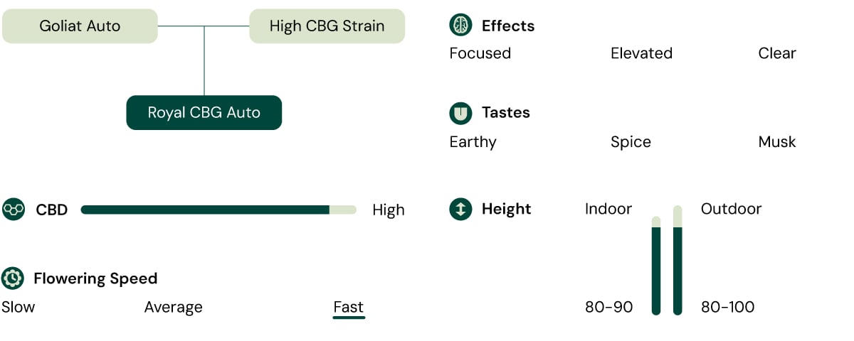 Infographic detailing the characteristics of the Royal CBG Auto cannabis strain, including attributes like high CBG content, fast flowering speed, compact height, and effects such as focus and clarity. 