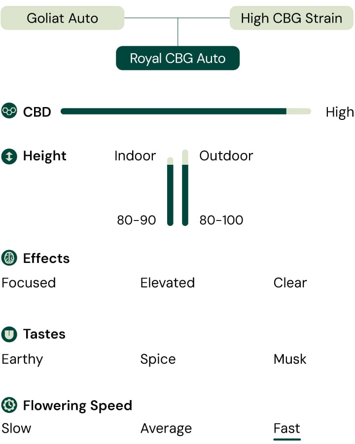 Infographic detailing the characteristics of the Royal CBG Auto cannabis strain, including attributes like high CBG content, fast flowering speed, compact height, and effects such as focus and clarity. 