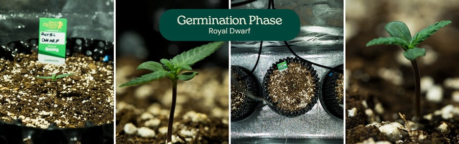 Royal Dwarf Germination