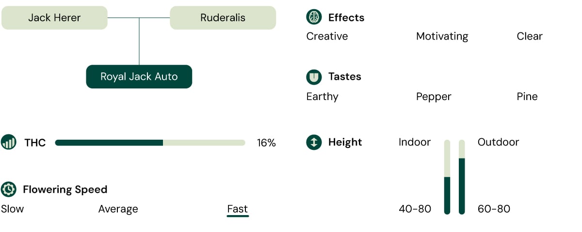 Royal Jack Auto Cannabis Strain Characteristics: Height, Flowering Time, THC, Effects, Taste, Growing Conditions