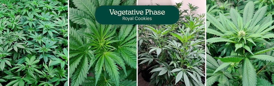 Royal Cookies Vegetation