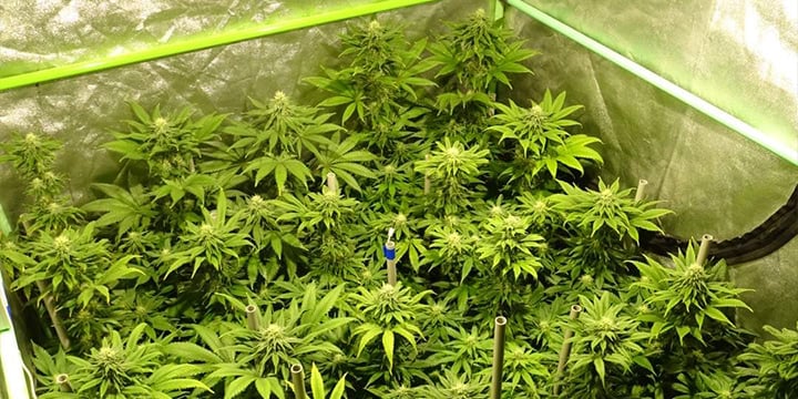 Close-up of healthy cannabis plants growing indoors, with vibrant green leaves and budding flowers under controlled lighting.