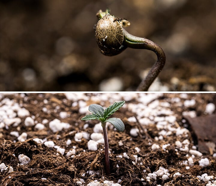 Triptych of three images showcasing the cannabis seedling stage: the first image displays a close-up of a cannabis seed, the second depicts the germination process with the seed sprouting and a visible taproot, and the third illustrates a one-week-old cannabis plant with developing true leaves. This visual guide emphasizes the key stages of growth, including imbibition and the transition from seed to seedling