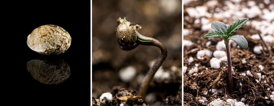 Triptych of three images showcasing the cannabis seedling stage: the first image displays a close-up of a cannabis seed, the second depicts the germination process with the seed sprouting and a visible taproot, and the third illustrates a one-week-old cannabis plant with developing true leaves. This visual guide emphasizes the key stages of growth, including imbibition and the transition from seed to seedling