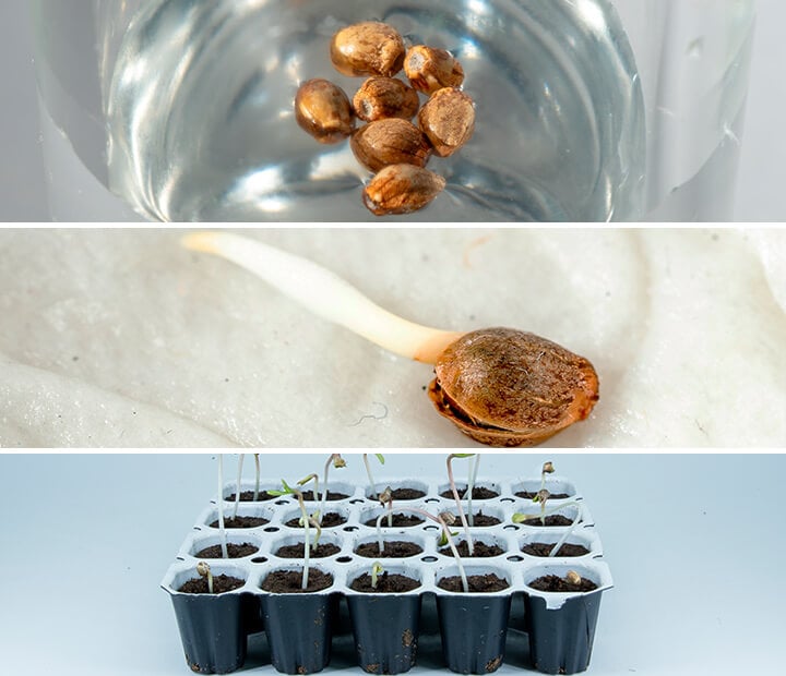  An image showcasing various cannabis seed germination techniques, including the paper towel and glass of water methods, along with RQS Starter Kits that provide optimal conditions for healthy seedling growth.