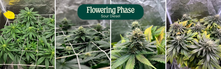 Sour Diesel Flowering Phase