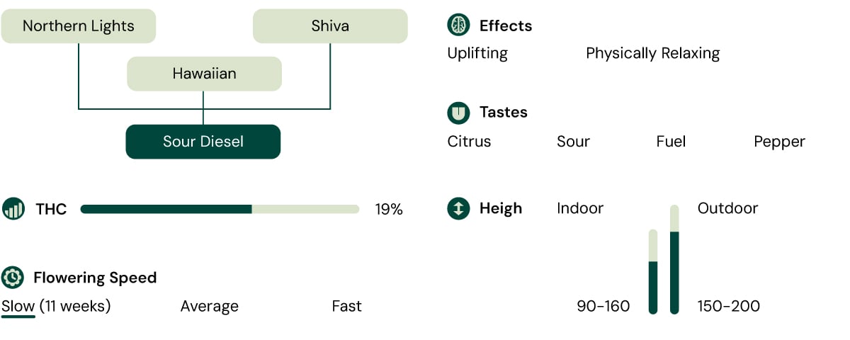 Sour Diesel Characteristics