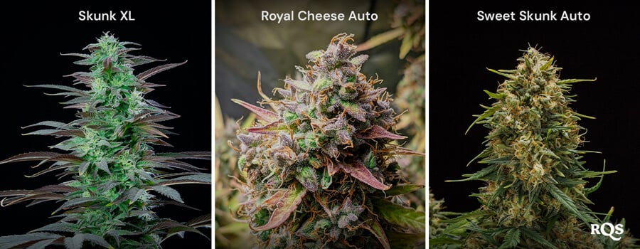 A collage of three cannabis strains: Skunk XL with dense buds, Royal Cheese Auto with orange pistils, and Sweet Skunk Auto with green and purple buds.