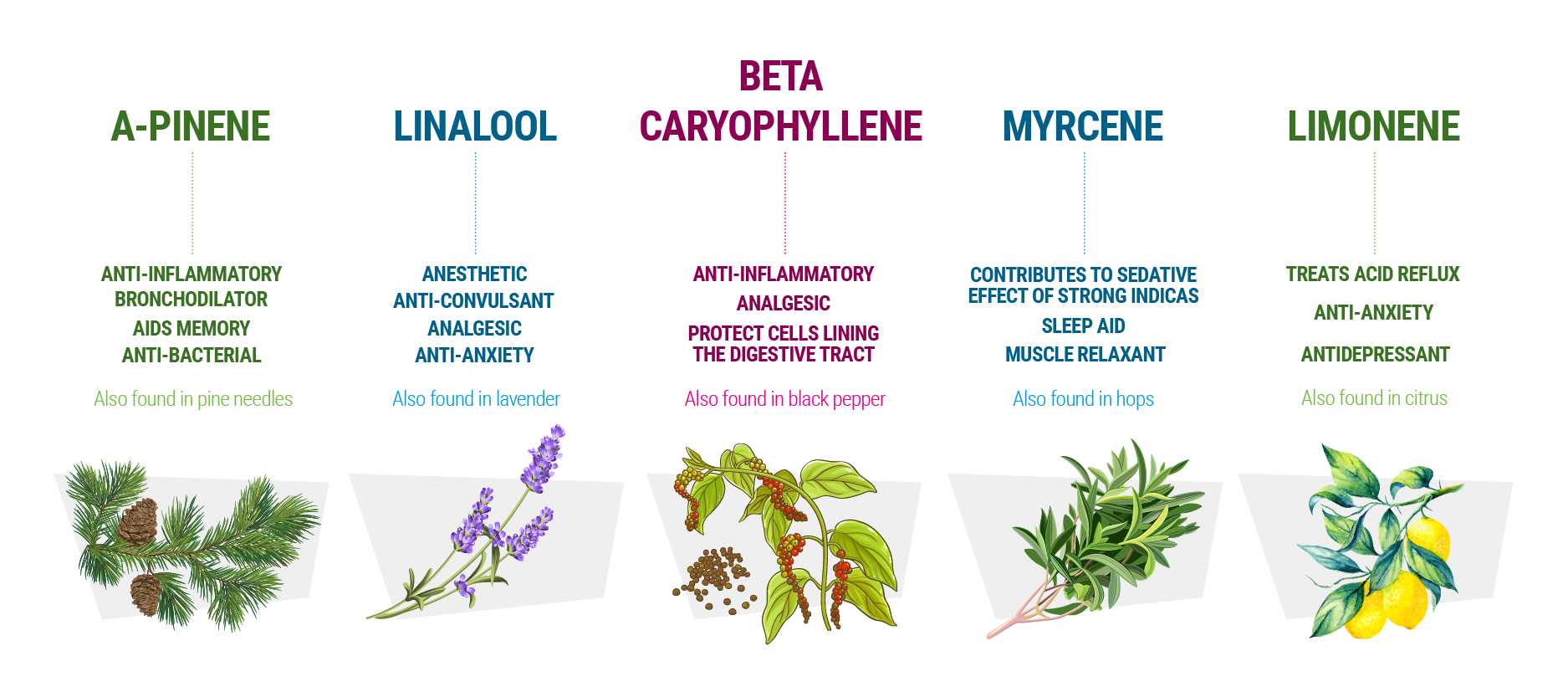 Myrcene: An Abundant Terpene With Surprising Benefits - Royal Queen Seeds