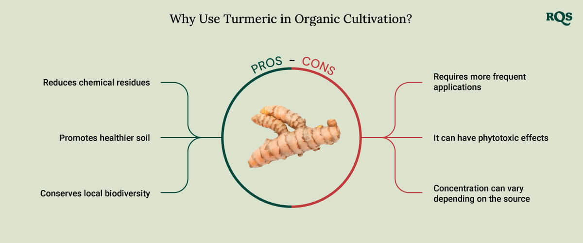 Tumeric for cultivation