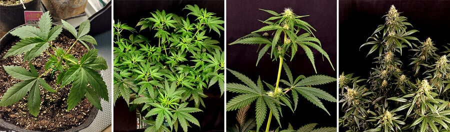 A collage of four images depicting the Tangie plant's life stages, from seed sprouting to full maturity.