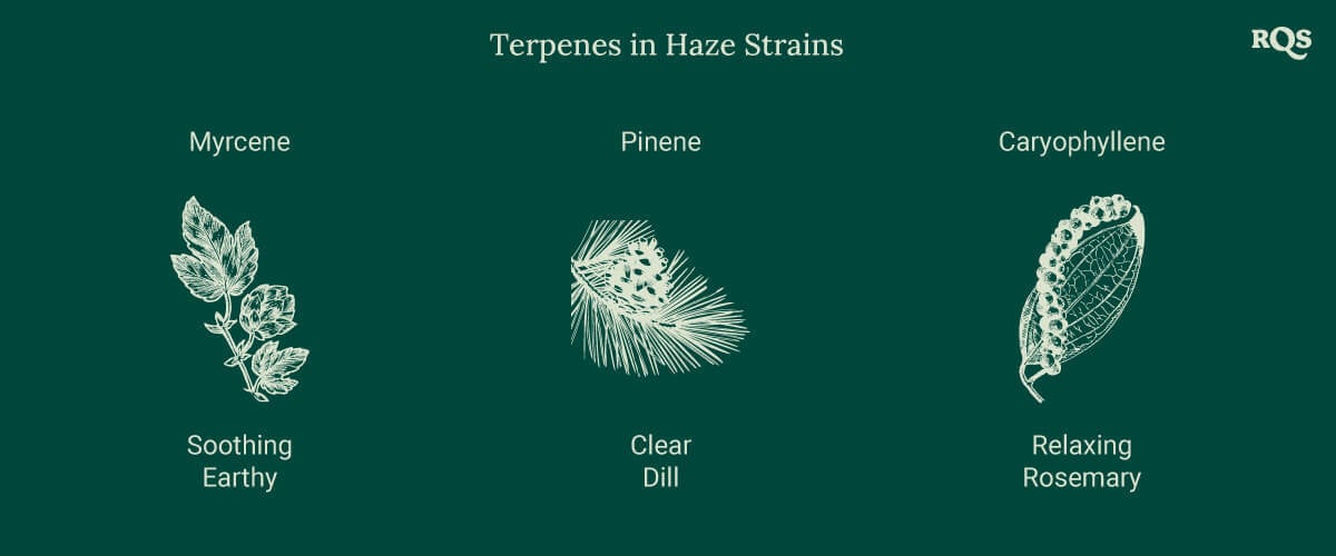 Graphic showcasing three terpenes in Haze cannabis strains, each linked to a plant illustration. Effects like relaxation, energy boost, and focus are listed below.