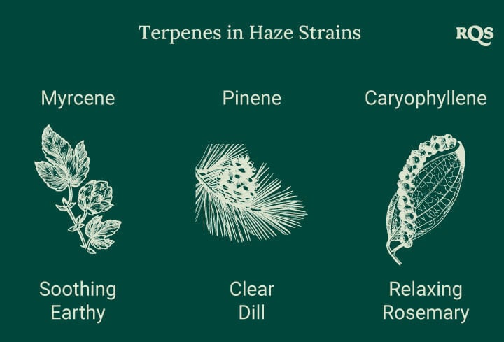 Graphic showcasing three terpenes in Haze cannabis strains, each linked to a plant illustration. Effects like relaxation, energy boost, and focus are listed below.