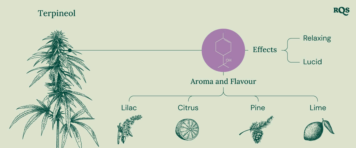 Terpineol Cannabis Terpene