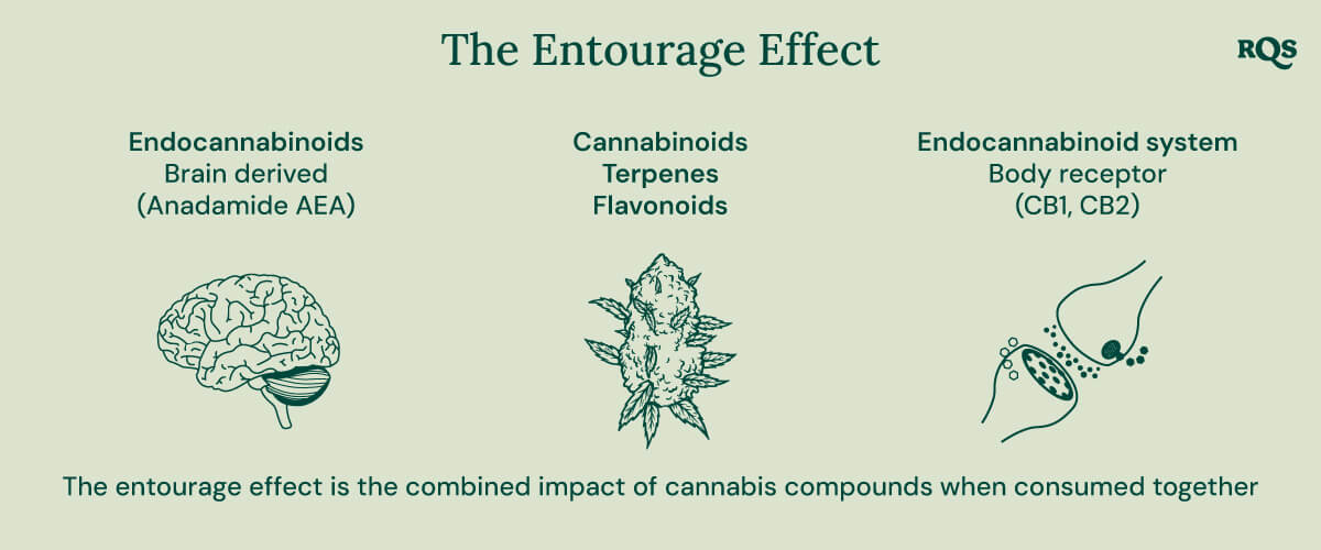 A diagram illustrating the entourage effect, showcasing how cannabinoids, terpenes, and flavonoids work together to produce a more potent and balanced effect than individual compounds.